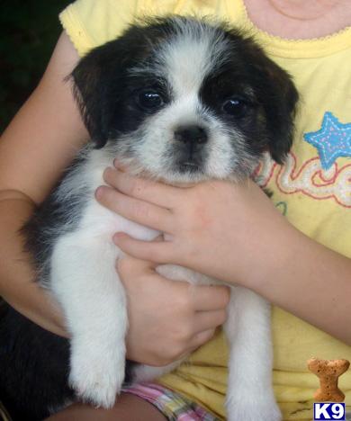 Mixed Breed Puppies for Sale