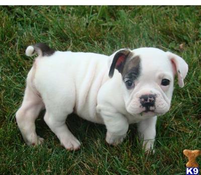 Bulldog Puppies for Sale