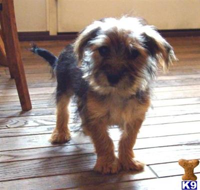 Mixed Breed Puppies for Sale