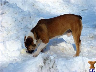 Dogs for Sale