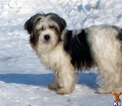 Dogs for Sale
