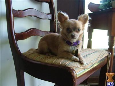 Stud Dogs - Chihuahua