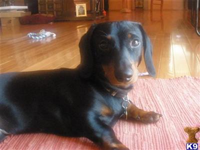 Stud Dogs - Dachshund