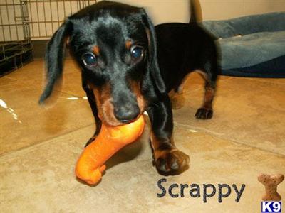 Stud Dogs - Dachshund