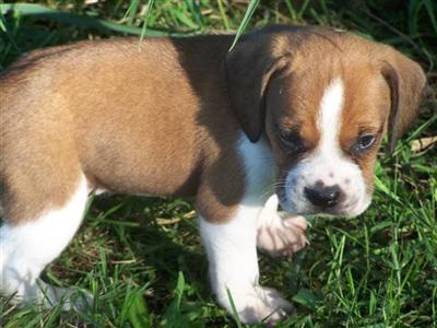 Puppies in MO