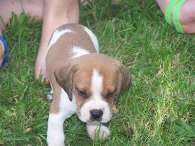 English Bulldog Puppies for Sale