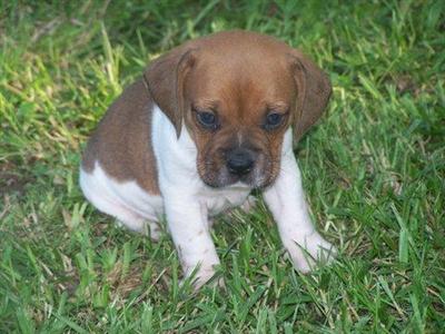 Puppies in MO