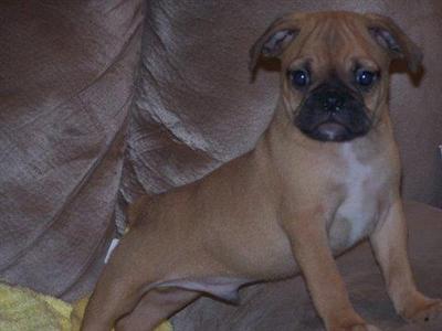 English Bulldog Puppies for Sale