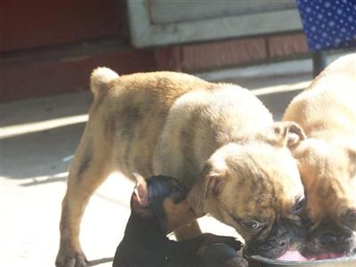 Puppies in MO