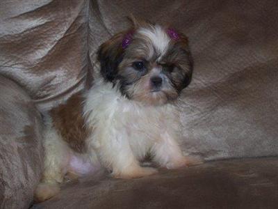 Shih Tzu Puppies for Sale
