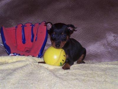 Puppies in MO