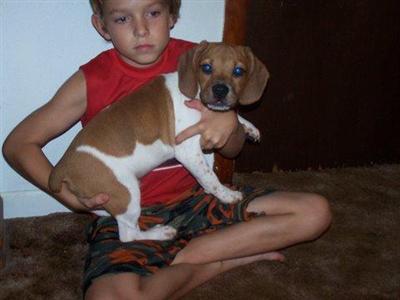 English Bulldog Puppies for Sale