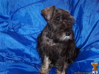 Miniature Schnauzer Puppies for Sale