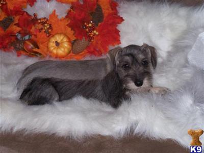 Miniature Schnauzer Puppies for Sale