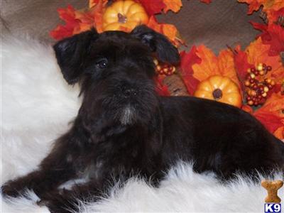 Miniature Schnauzer Puppies for Sale