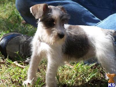 Miniature Schnauzer Puppies for Sale