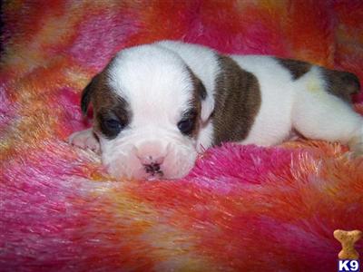 English Bulldog Puppies for Sale