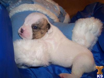 English Bulldog Puppies for Sale