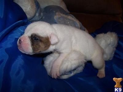 English Bulldog Puppies for Sale
