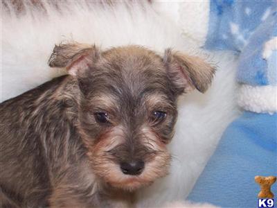 Puppies in MO