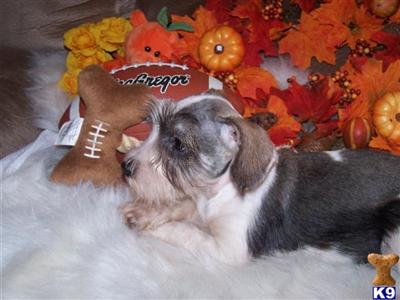 Miniature Schnauzer Puppies for Sale