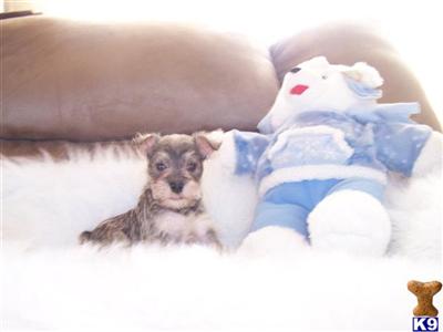Miniature Schnauzer Puppies for Sale