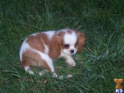 Cavalier King Charles Spaniel Puppies for Sale
