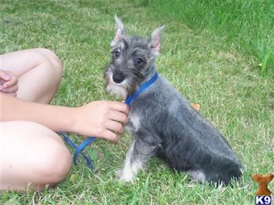 Miniature Schnauzer Puppies for Sale