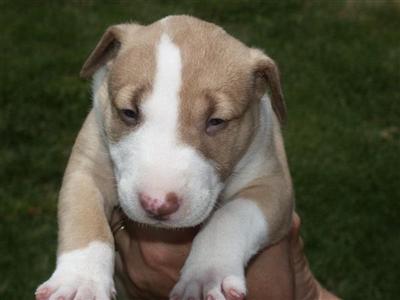 Bull Terrier Puppies for Sale