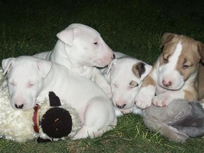 Bull Terrier Puppies for Sale