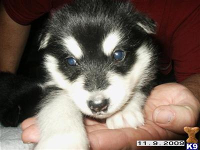 Alaskan Malamute Puppies for Sale