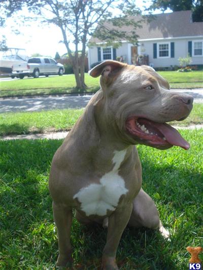 Stud Dogs in VA