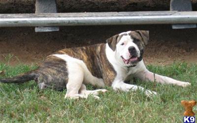 Dogs - American Bulldog