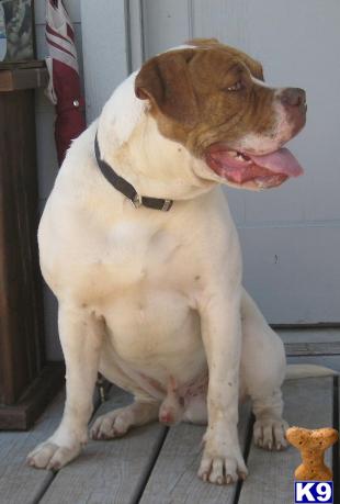 Dogs - American Bulldog