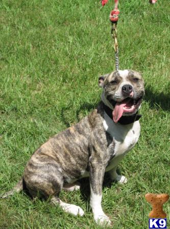 Dogs - American Bulldog
