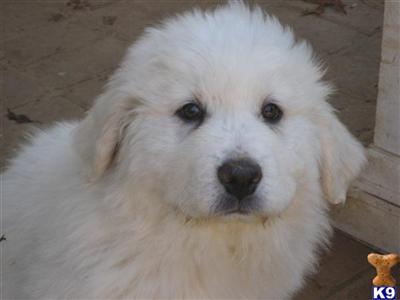 Puppies in VA
