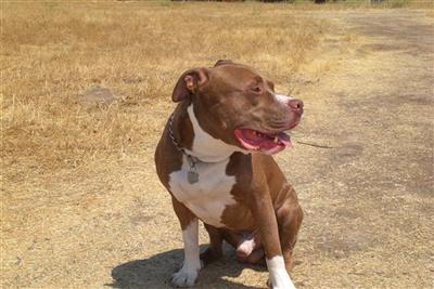 Stud Dogs - American Pit Bull