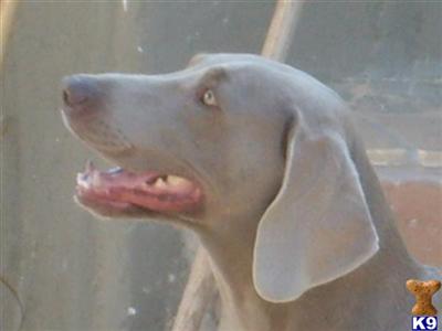 Female Dogs