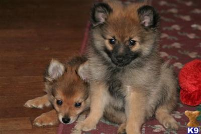 Puppies in IA