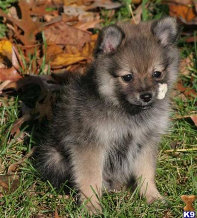 Puppies in IA