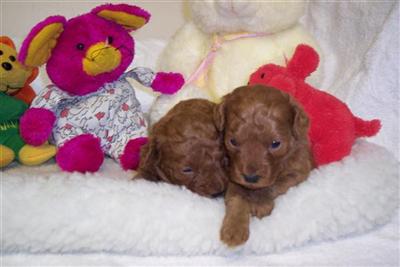 Puppies in Bakersfield