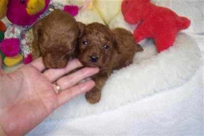 Puppies in Bakersfield