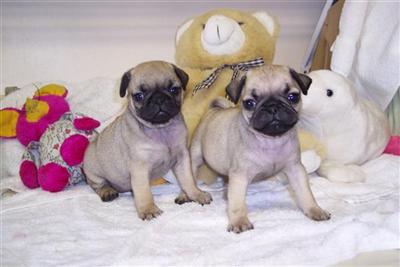 Puppies in Bakersfield