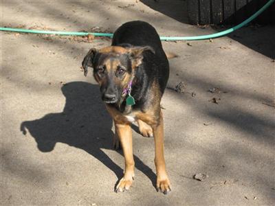 Dogs - Mixed Breed