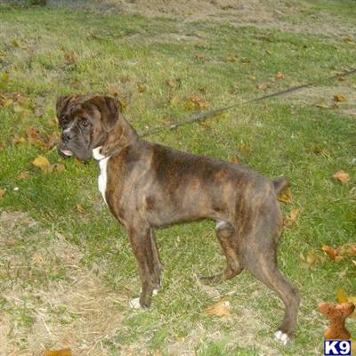 Dogs for Sale in MO