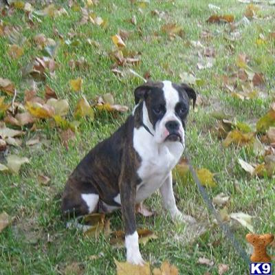 Dogs for Sale in MO