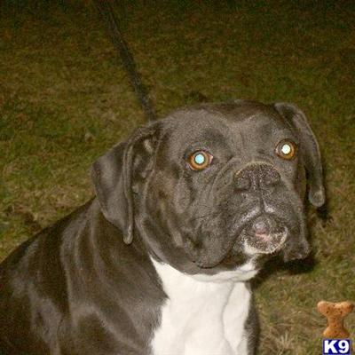 Dogs for Sale in MO