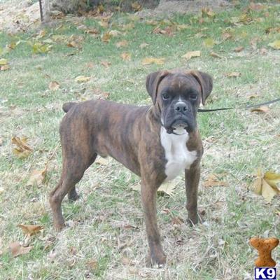 Boxer Puppies for Sale