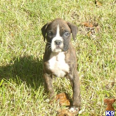 Boxer Puppies for Sale