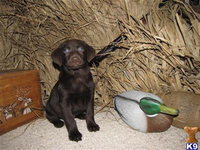 Puppies in ND